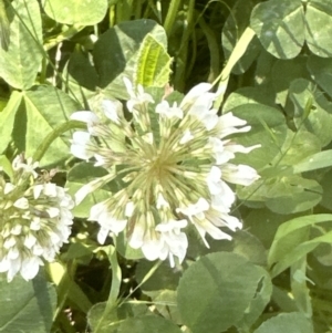 Trifolium repens at Aranda, ACT - 25 Nov 2022