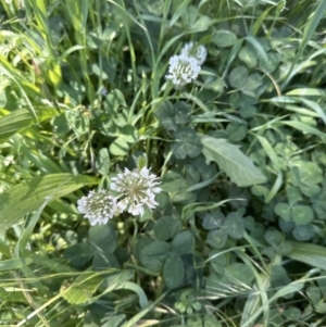 Trifolium repens at Aranda, ACT - 25 Nov 2022