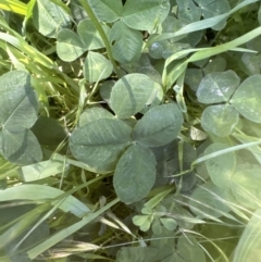 Trifolium repens at Aranda, ACT - 25 Nov 2022 02:08 PM