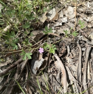 Geranium solanderi at Cook, ACT - 25 Nov 2022