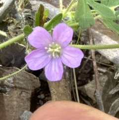 Geranium solanderi at Cook, ACT - 25 Nov 2022 03:06 PM