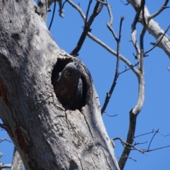 Callocephalon fimbriatum (Gang-gang Cockatoo) at Mount Mugga Mugga - 25 Nov 2022 by Mike