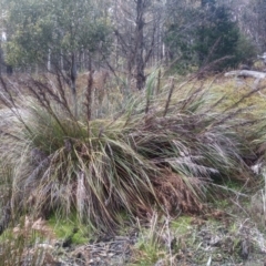 Gahnia sieberiana (Red-fruit Saw-sedge) at Bemboka, NSW - 25 Nov 2022 by mahargiani