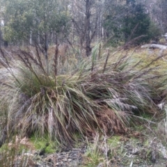 Gahnia sieberiana (Red-fruit Saw-sedge) at Glenbog State Forest - 25 Nov 2022 by mahargiani