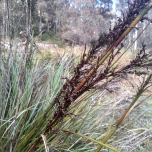 Gahnia sieberiana at Glenbog State Forest - suppressed