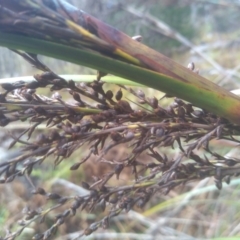 Gahnia sieberiana at Glenbog State Forest - suppressed