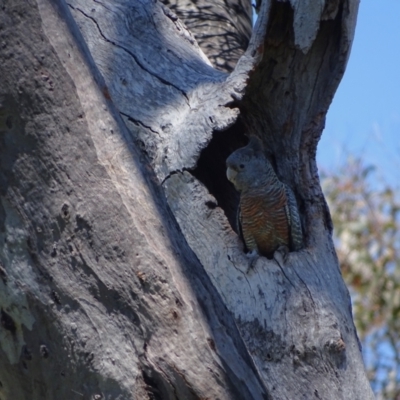 Callocephalon fimbriatum (Gang-gang Cockatoo) at Mount Mugga Mugga - 25 Nov 2022 by Mike