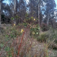 Goodia lotifolia (Golden Tip) at Bemboka, NSW - 24 Nov 2022 by mahargiani