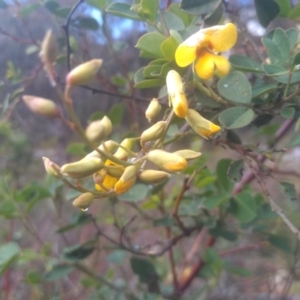 Goodia lotifolia at Bemboka, NSW - 25 Nov 2022