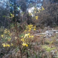 Goodia lotifolia at Bemboka, NSW - 25 Nov 2022