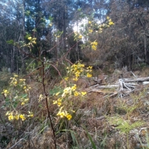 Goodia lotifolia at Bemboka, NSW - 25 Nov 2022