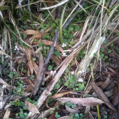 Viola hederacea (Ivy-leaved Violet) at Bemboka, NSW - 25 Nov 2022 by mahargiani