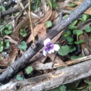 Viola hederacea at Bemboka, NSW - 25 Nov 2022