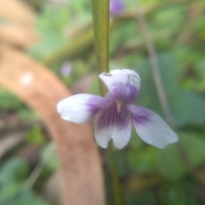 Viola hederacea at Bemboka, NSW - 25 Nov 2022