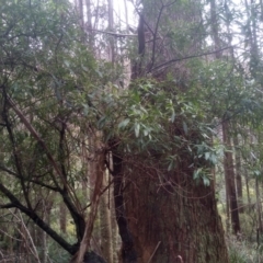 Unverified Other Shrub at Bemboka, NSW - 25 Nov 2022 by mahargiani