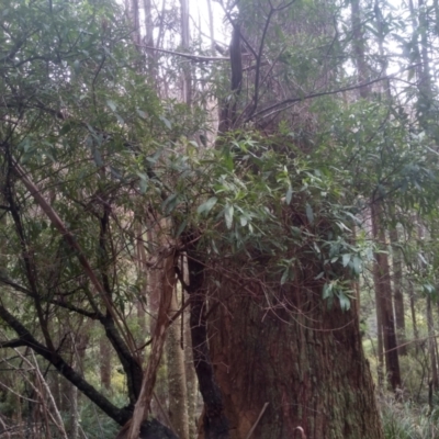 Unverified Other Shrub at Bemboka, NSW - 25 Nov 2022 by mahargiani