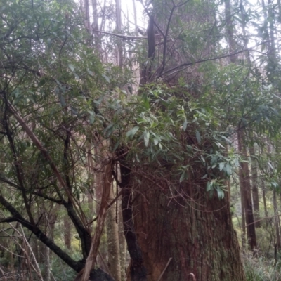 Unidentified Other Shrub at South East Forest National Park - 24 Nov 2022 by mahargiani