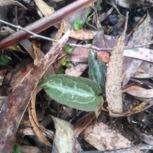 Clematis aristata at Bemboka, NSW - 25 Nov 2022 09:31 AM