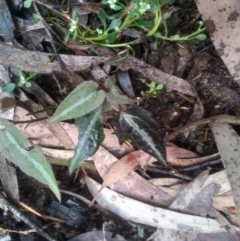 Clematis aristata at Bemboka, NSW - 25 Nov 2022 09:31 AM