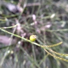 Leptomeria acida (Native Currant, Sour Currant Bush) at South East Forest National Park - 24 Nov 2022 by mahargiani