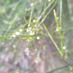 Leptomeria acida at Bemboka, NSW - 25 Nov 2022 09:35 AM