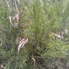 Leptomeria acida at Bemboka, NSW - 25 Nov 2022 09:35 AM