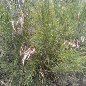 Leptomeria acida at Bemboka, NSW - 25 Nov 2022