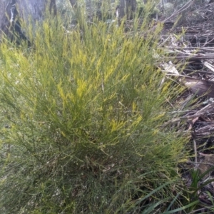 Leptomeria acida at Bemboka, NSW - 25 Nov 2022