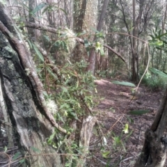 Billardiera macrantha (Mountain Appleberry) at Bemboka, NSW - 25 Nov 2022 by mahargiani