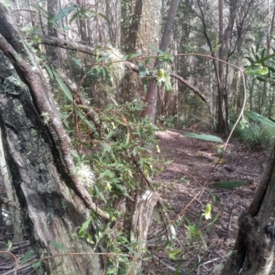 Billardiera sp. at South East Forest National Park - 24 Nov 2022 by mahargiani