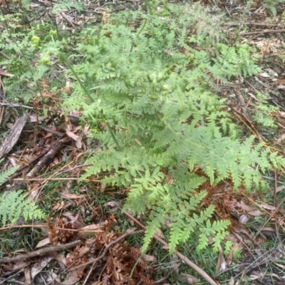 Histiopteris incisa (Bat's-Wing Fern) at South East Forest National Park - 24 Nov 2022 by mahargiani