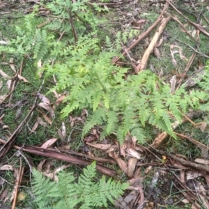 Histiopteris incisa at Bemboka, NSW - suppressed