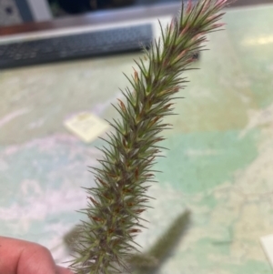 Trifolium angustifolium at Paddys River, ACT - 25 Nov 2022