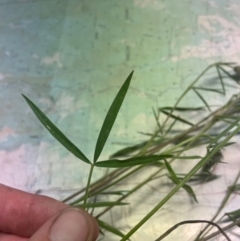 Trifolium angustifolium at Paddys River, ACT - 25 Nov 2022