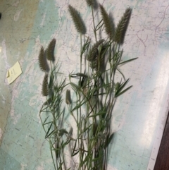 Trifolium angustifolium at Paddys River, ACT - 25 Nov 2022