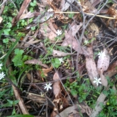 Stellaria flaccida (Forest Starwort) at South East Forest National Park - 24 Nov 2022 by mahargiani