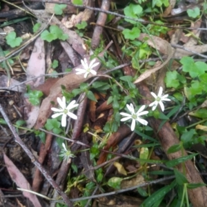 Stellaria flaccida at Bemboka, NSW - 25 Nov 2022