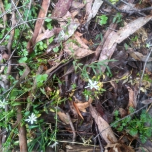 Stellaria flaccida at Bemboka, NSW - 25 Nov 2022