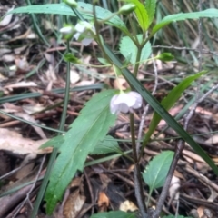 Veronica notabilis (Forest Speedwell) at Bemboka, NSW - 25 Nov 2022 by mahargiani