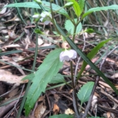 Veronica notabilis (Forest Speedwell) at South East Forest National Park - 24 Nov 2022 by mahargiani