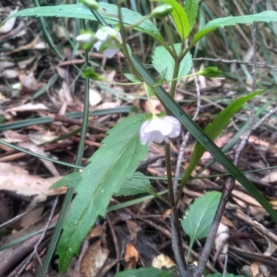 Veronica notabilis (Forest Speedwell) at Bemboka, NSW - 25 Nov 2022 by mahargiani