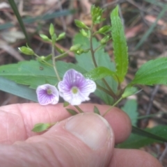 Veronica notabilis at Bemboka, NSW - 25 Nov 2022