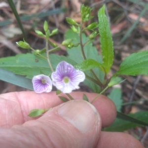 Veronica notabilis at Bemboka, NSW - 25 Nov 2022 09:55 AM