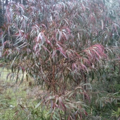 Eucalyptus sp. (A Gum Tree) at Bemboka, NSW - 25 Nov 2022 by mahargiani