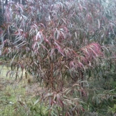Eucalyptus sp. (A Gum Tree) at Bemboka, NSW - 24 Nov 2022 by mahargiani