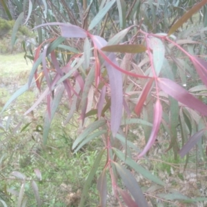 Eucalyptus sp. at Bemboka, NSW - 25 Nov 2022