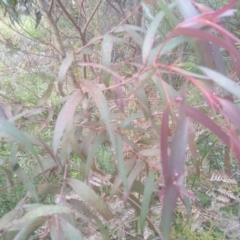 Eucalyptus sp. at Bemboka, NSW - 25 Nov 2022