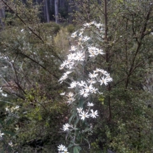 Olearia lirata at Bemboka, NSW - 25 Nov 2022 10:03 AM
