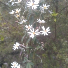 Olearia lirata at Bemboka, NSW - 25 Nov 2022 10:03 AM