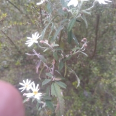 Olearia lirata at Bemboka, NSW - 25 Nov 2022 10:03 AM